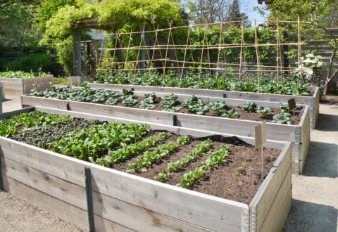 Kitchen Gardens | creativegardendesign.ie