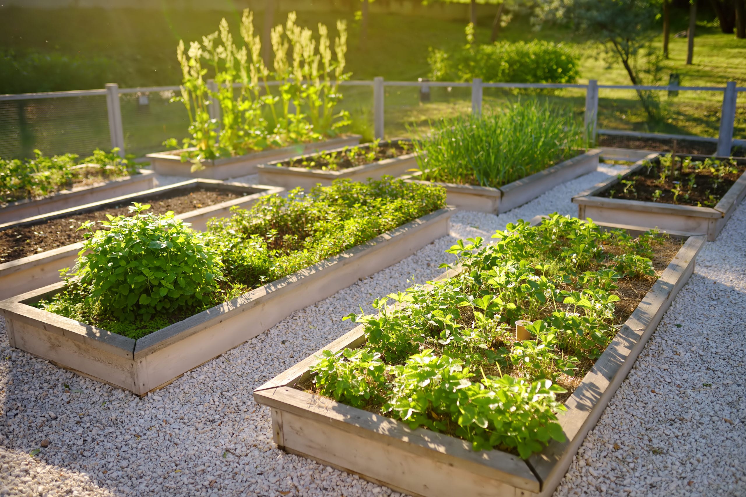 Kitchen Gardens